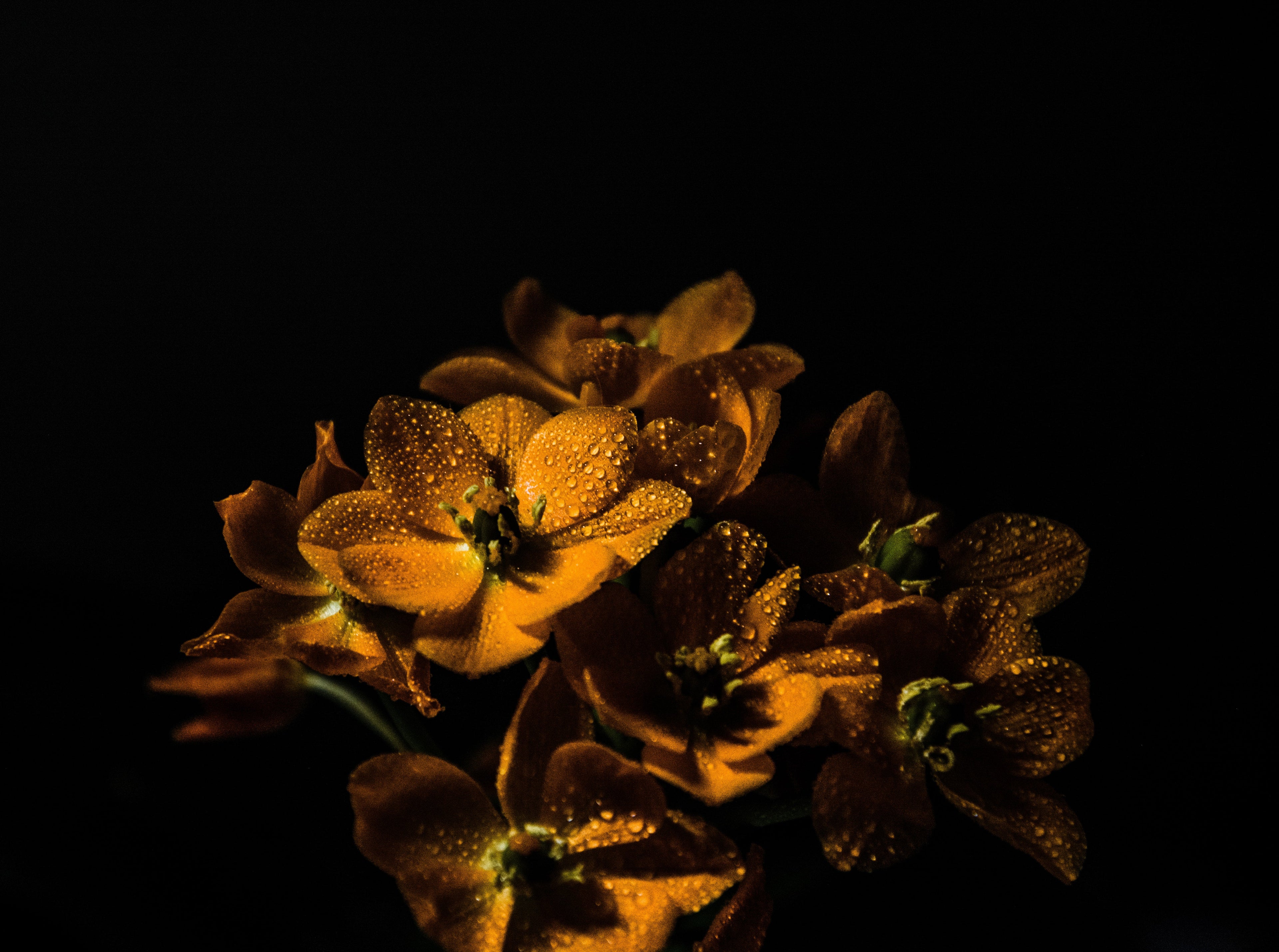 Lighting for Macro - Ring Lights vs. Flash