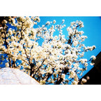 Lomography La Sardina - 8Ball  