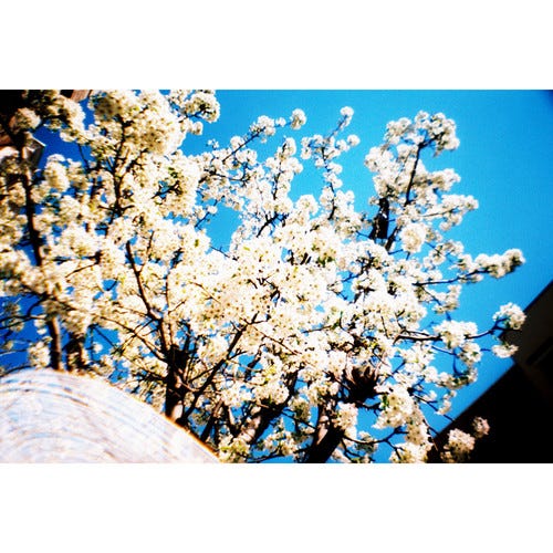 Lomography La Sardina - 8Ball  