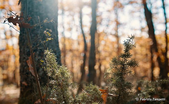 Samyang 35mm f/1.2 XP Premium AE EF Full Frame