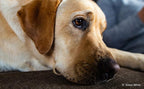 Samyang 35mm f/1.2 XP Premium AE EF Full Frame
