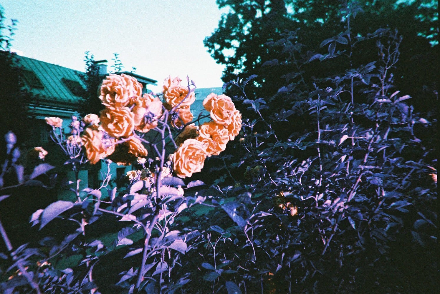 Lomography Single Use Camera Lomochrome Purple