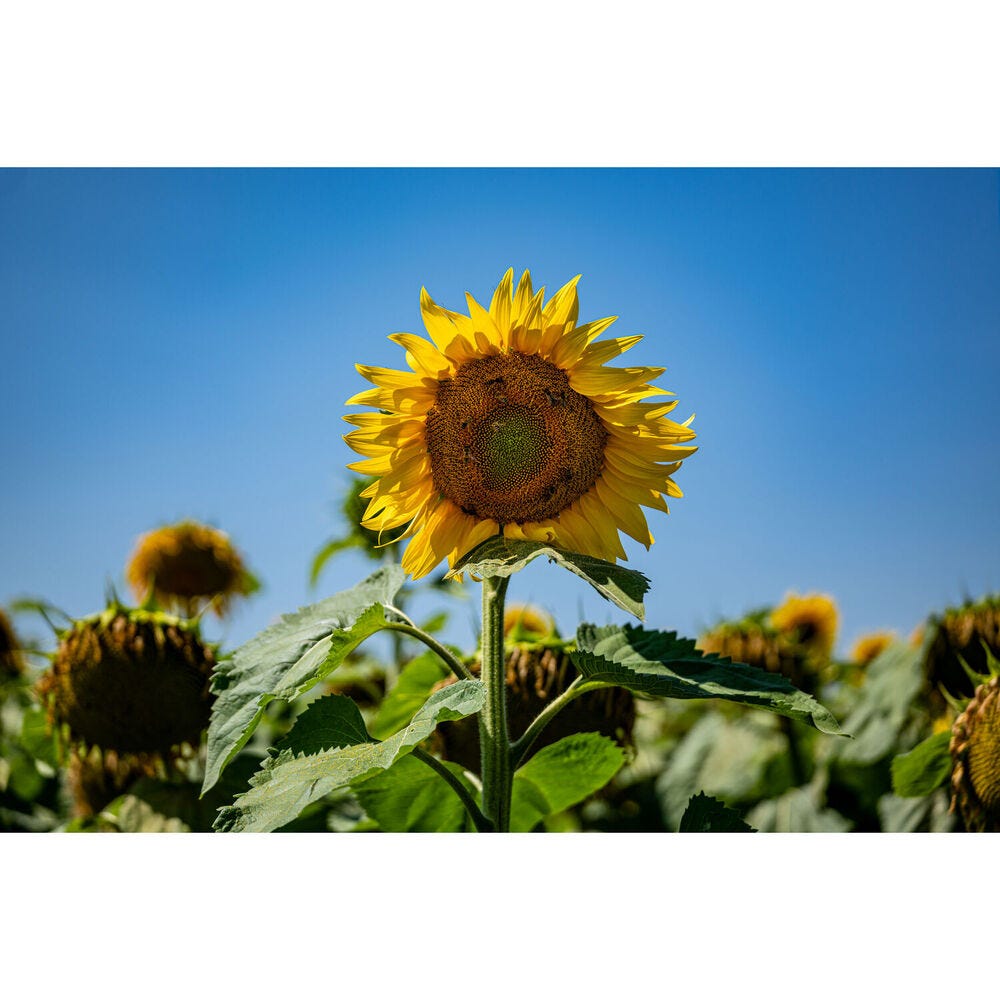 LEICA Vario-Elmarit-SL 70-200 f/2.8 ASPH. Lens