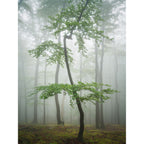 Hasselblad XCD 20-35mm f/4.5