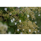 Sigma 135mm f/1.4 DG Art Lens - L-Mount