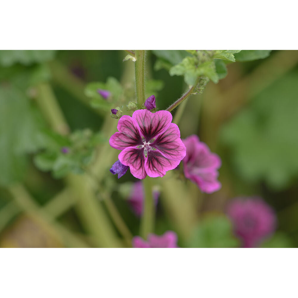 Sigma 135mm f/1.4 DG Art Lens - L-Mount