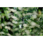 Sigma 20-200mm f/3.5-5.6 DG Contemporary Lens - Sony E-Mount