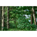 Sigma 20-200mm f/3.5-5.6 DG Contemporary Lens - Sony E-Mount