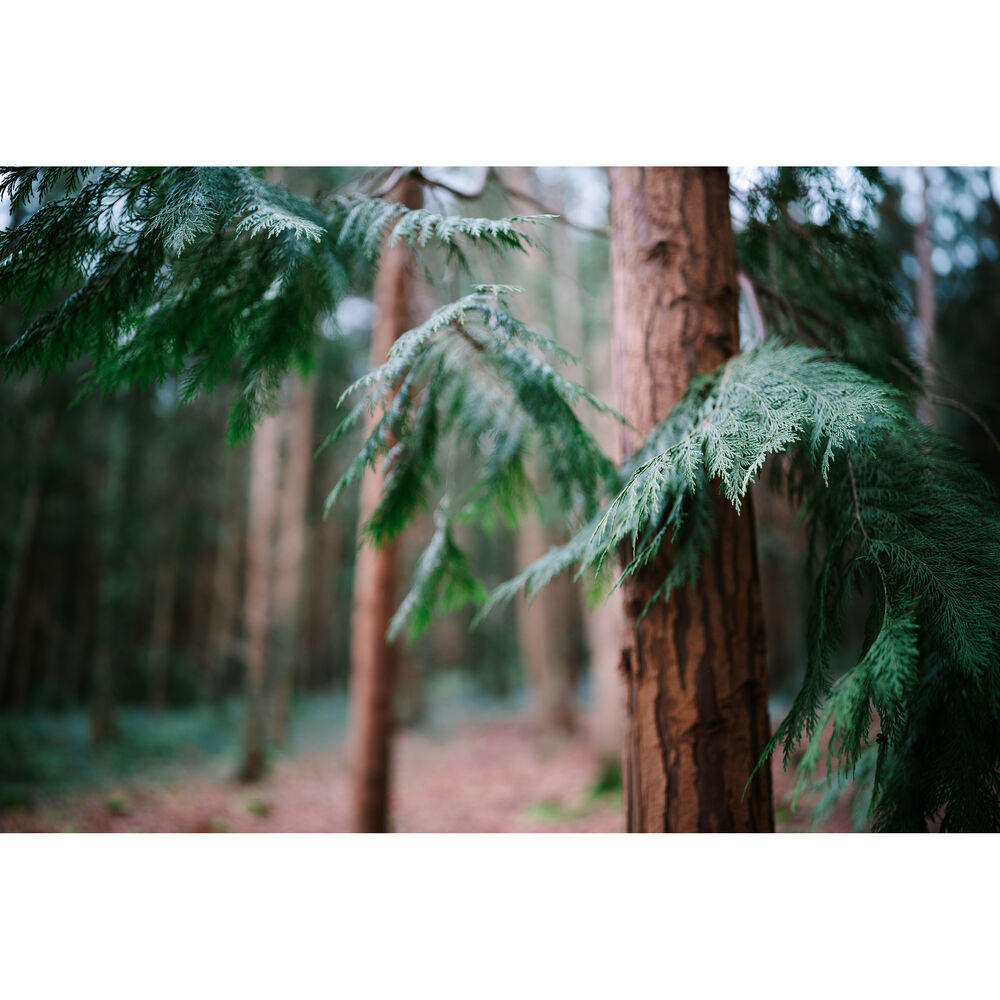 Sigma 35mm f/1.2 DG II Art Lens - Sony-E Mount