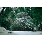 Sigma 35mm f/1.2 DG II Art Lens - L-Mount