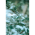 Sigma 35mm f/1.2 DG II Art Lens - L-Mount