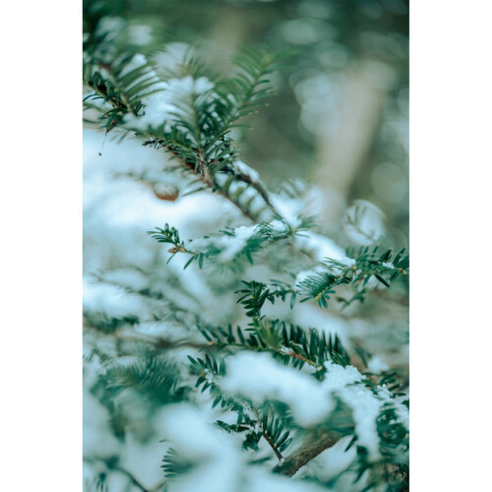 Sigma 35mm f/1.2 DG II Art Lens - L-Mount
