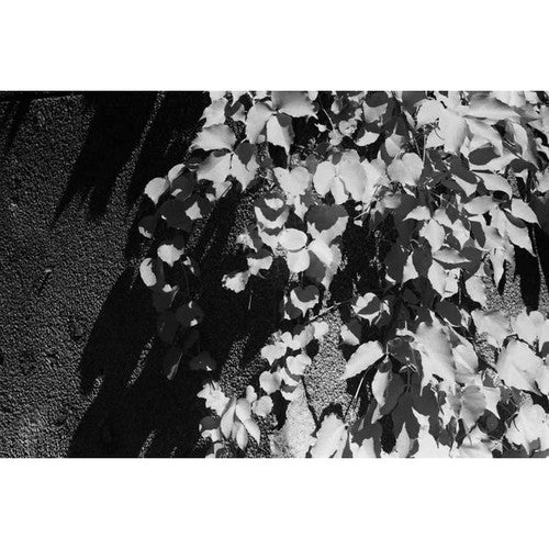 JCH Street Pan 400 120 Film