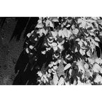 JCH Street Pan 400 120 Film