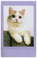 Fujifilm INSTAX Soft Lavender Film 10 Pack 