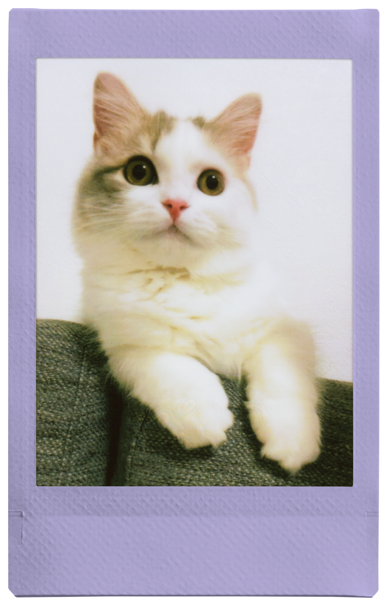Fujifilm INSTAX Soft Lavender Film 10 Pack 