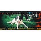 Lomography Sprocket Rocket Camera - Peacock