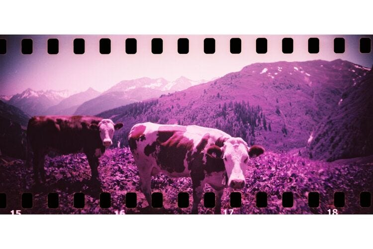Lomography Sprocket Rocket Camera - Bittersweet
