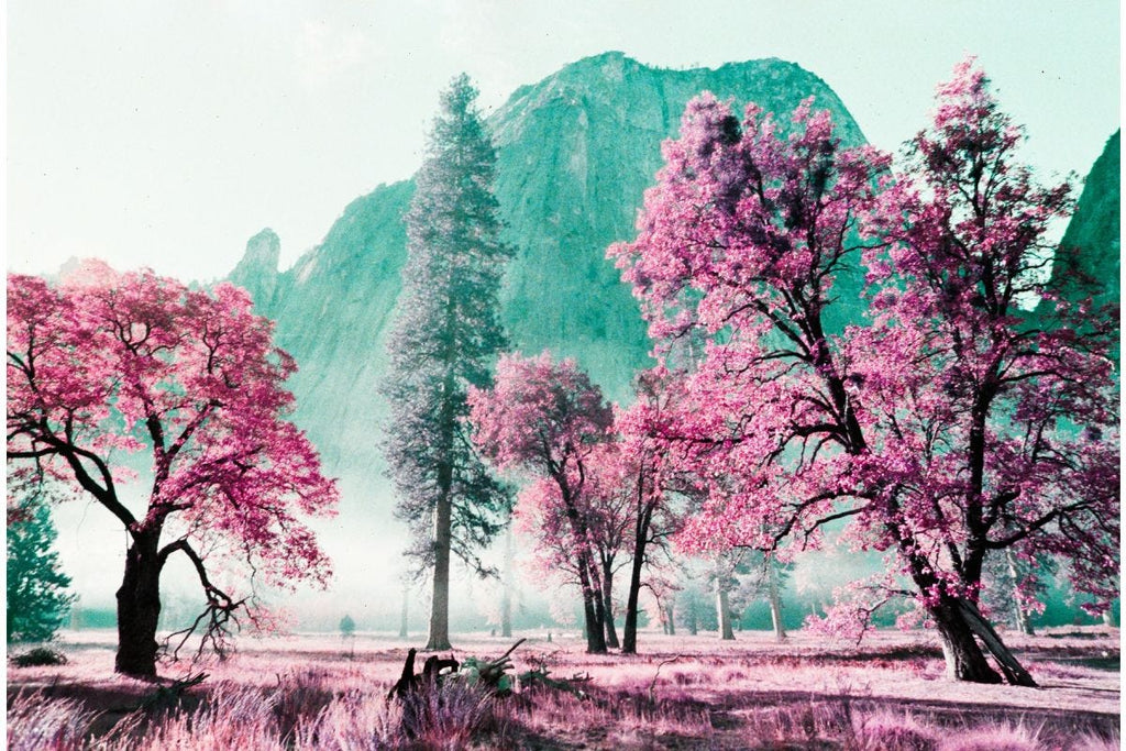 Lomography 35mm ISO 100-400 - LomoChrome Purple