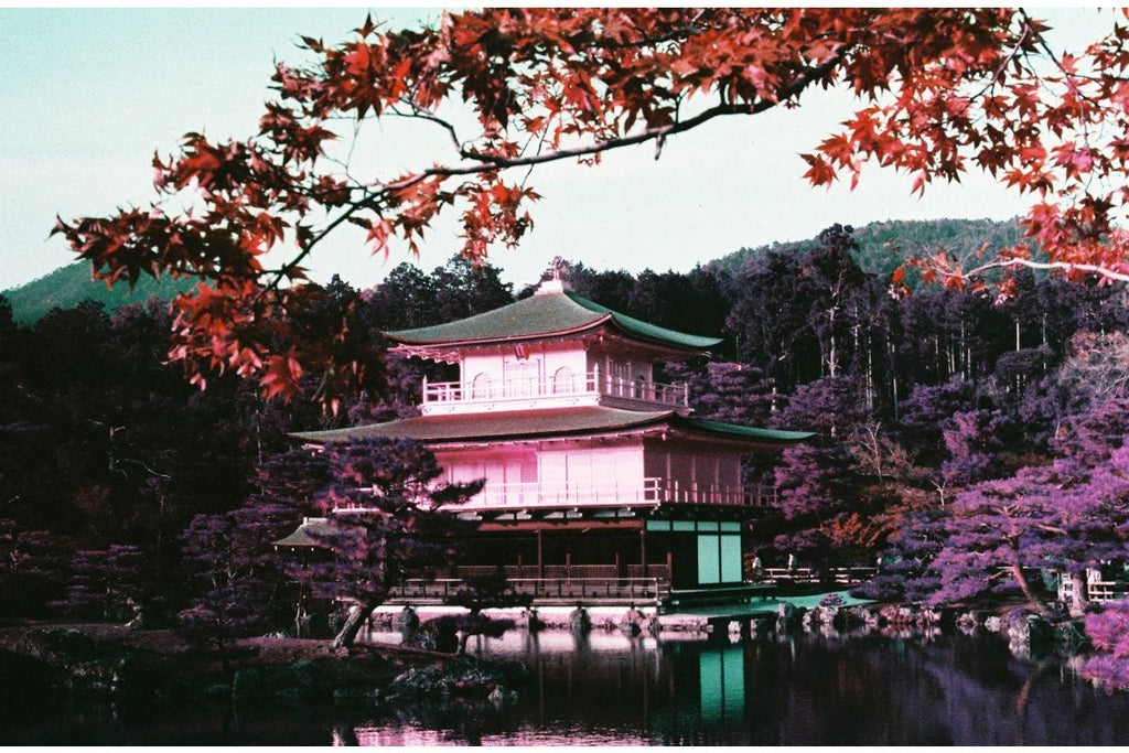 Lomography 35mm ISO 100-400 - LomoChrome Purple