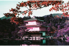 Lomography 35mm ISO 100-400 - LomoChrome Purple