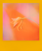 Polaroid Colour Film for I -Type Colour Frames Edition
