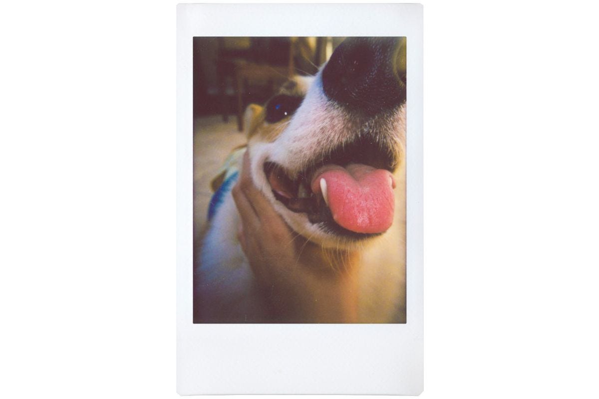 Lomography Lomo Instant Automat Glass & Lenses - Serengeti