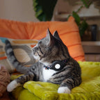 Elevation Lab TagVault Cat Collar Mount for AirTag