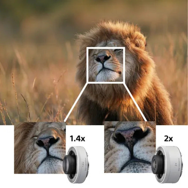Sony FE 600mm f/4.0 GM Lens  