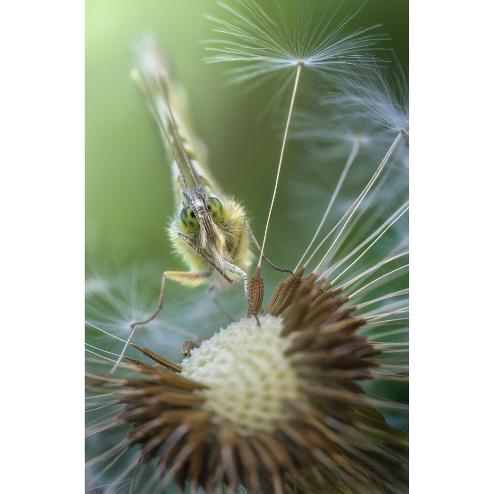 Laowa 100mm f/2.8 2:1 Ultra Macro APO Lens - Nikon F Mount