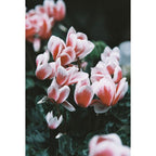Lomography 120 ISO 400 - LomoChrome Color