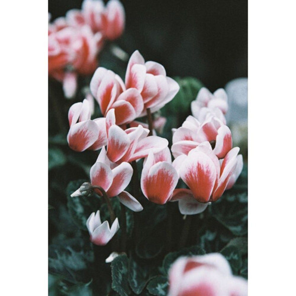 Lomography 120 ISO 400 - LomoChrome Color