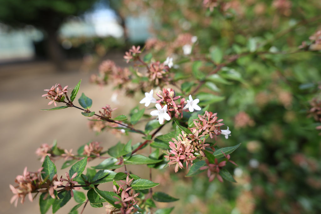  Canon RF 16-28mm F2.8 IS STM Lens