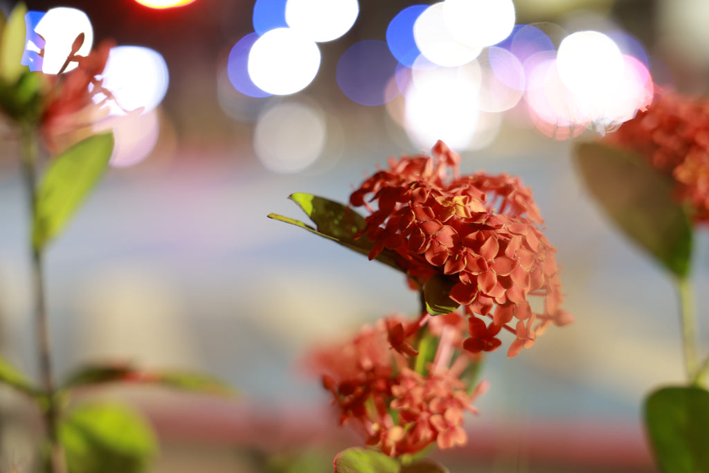 Canon RF 28-70mm f/2.8 IS STM Lens