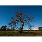 Samyang 14mm f/2.8 MF Canon RF Full Frame 