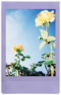 Fujifilm INSTAX Soft Lavender Film 10 Pack 