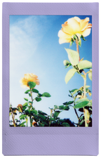 Fujifilm INSTAX Soft Lavender Film 10 Pack 