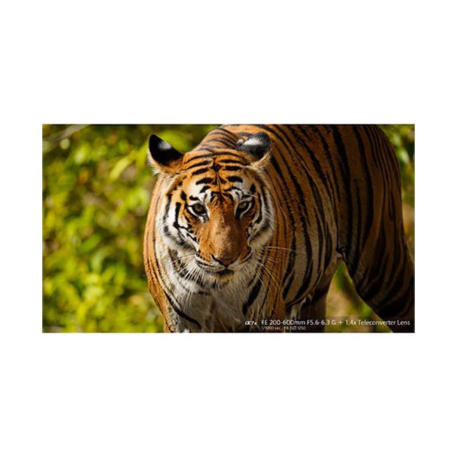 Sony FE 200-600mm f/5.6-6.3 OSS Lens