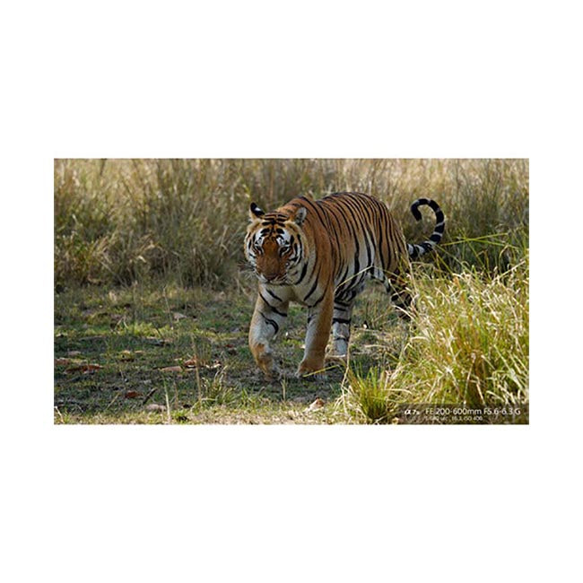 Sony FE 200-600mm f/5.6-6.3 OSS Lens