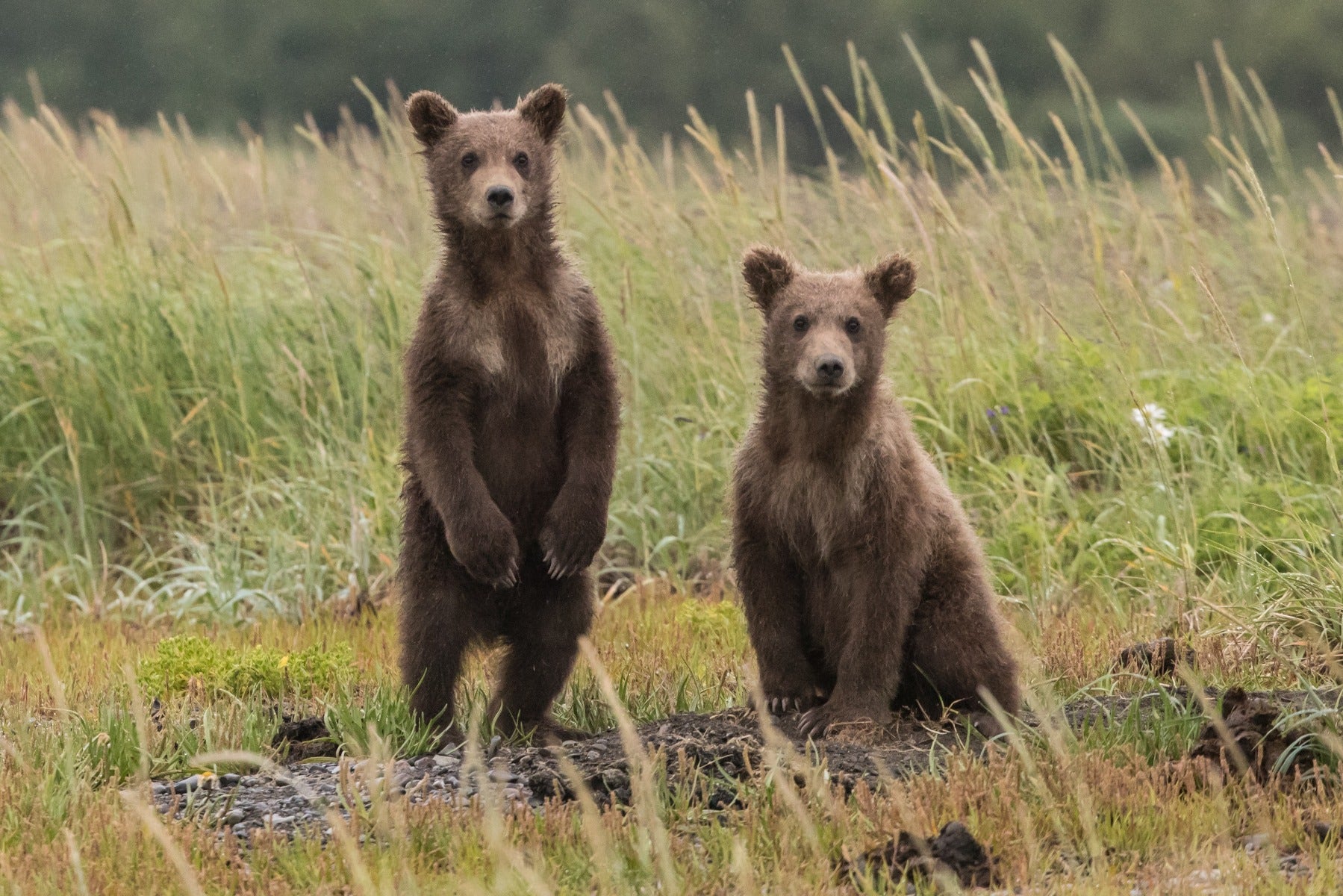 Bear cubs in nature