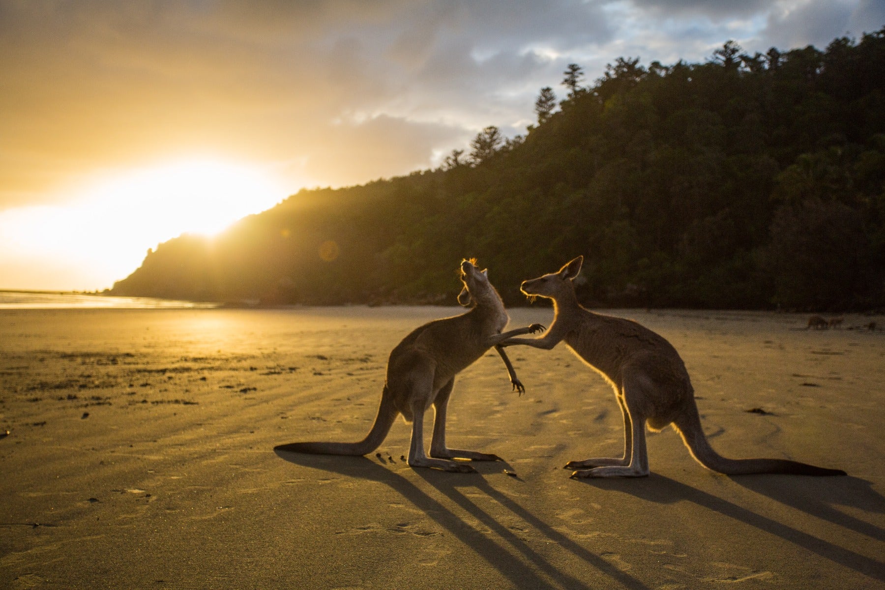 Kangaroos on the beach at sunset