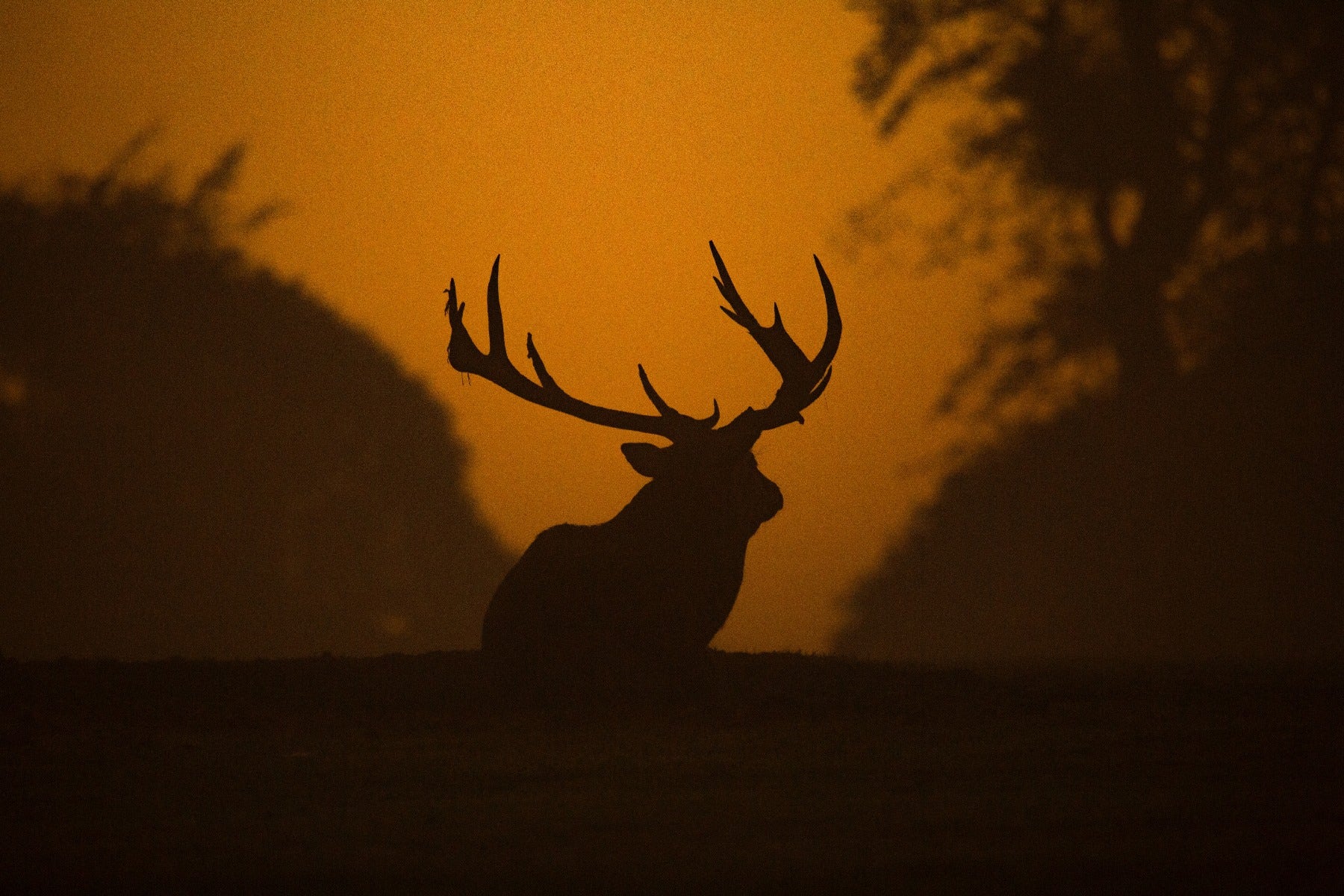 Silhouette of an elk at sundown