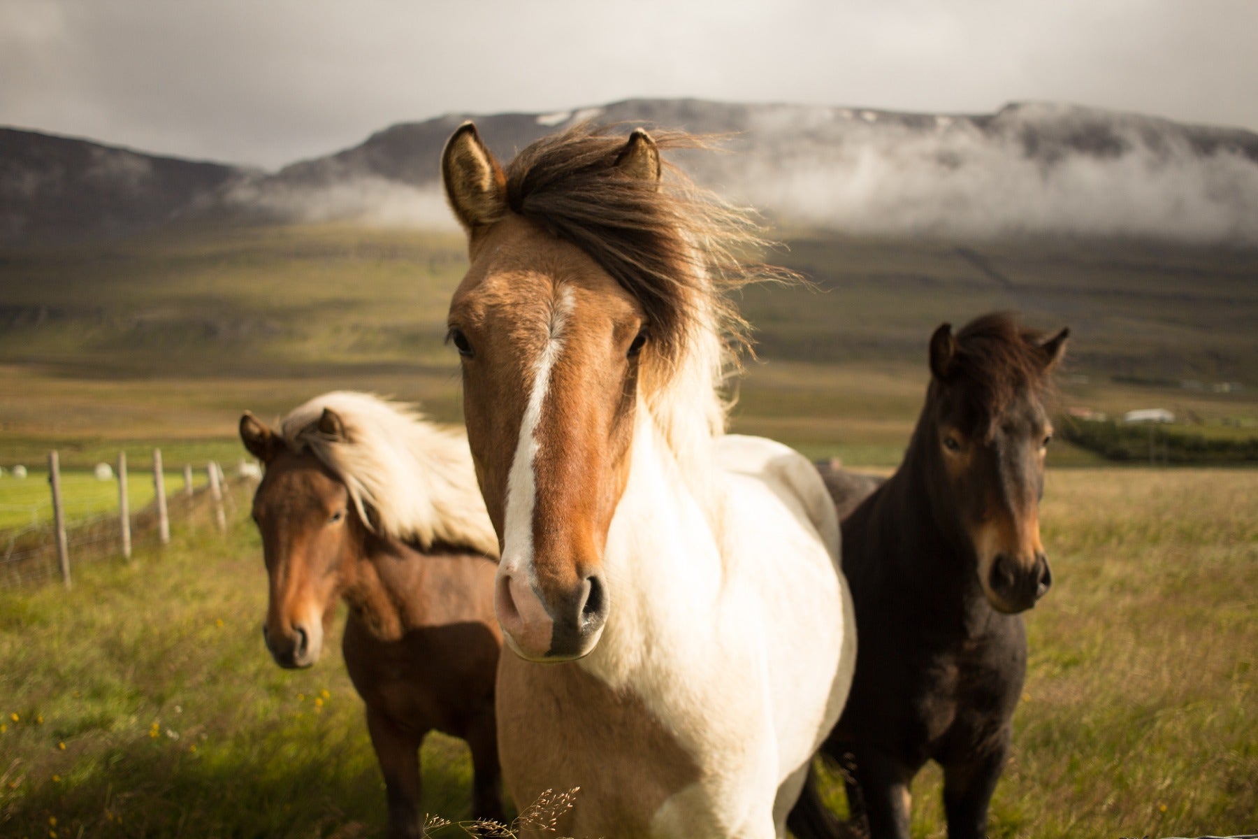 Horses with a Wide Angle Lens