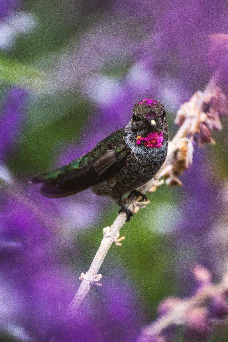 Colourful bird on a branch