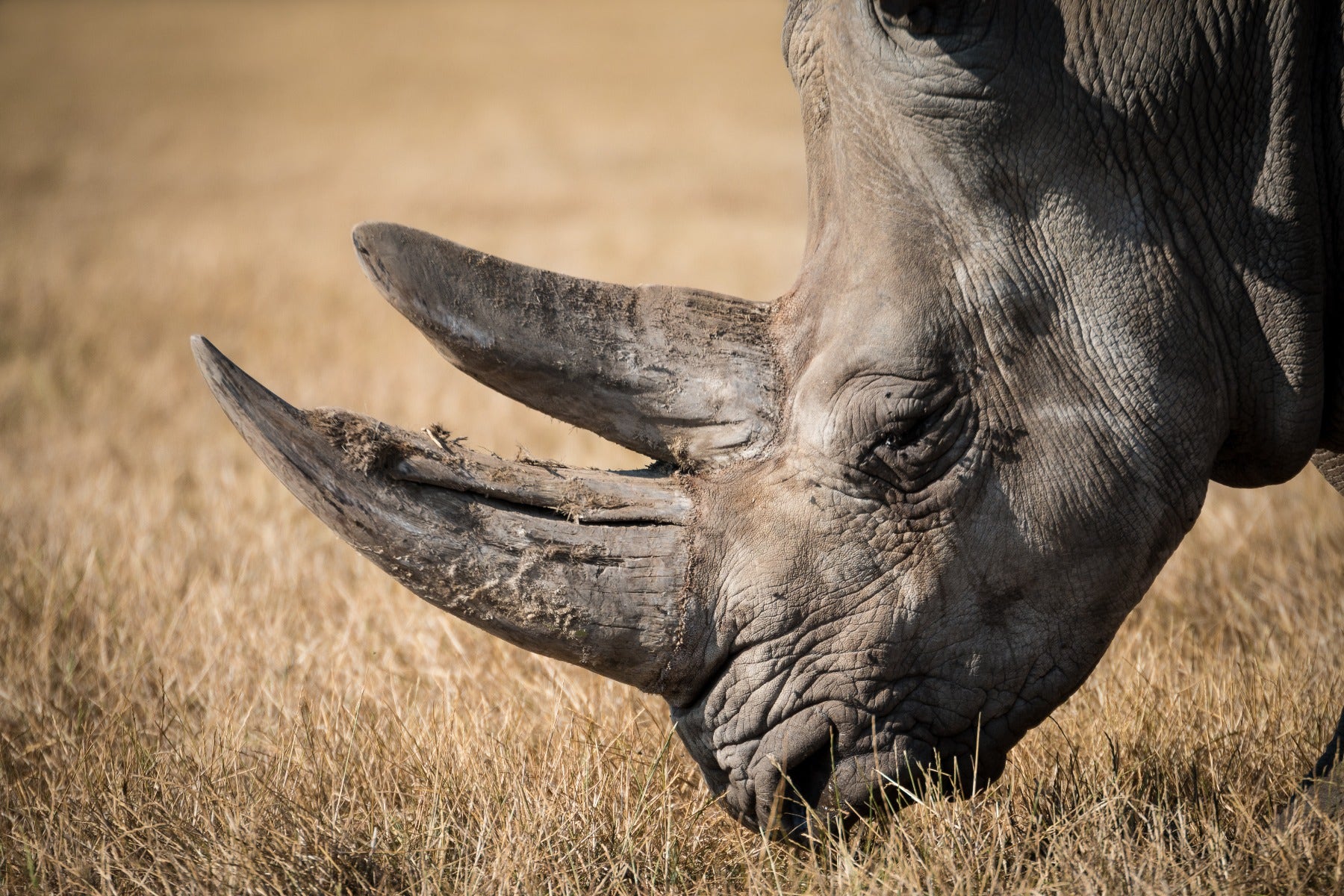 Rhino closeup