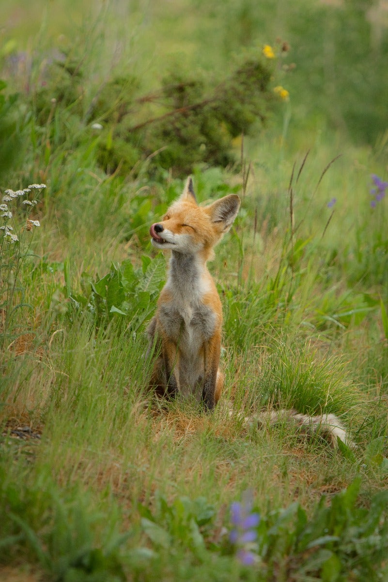 Yawning fox outdoors