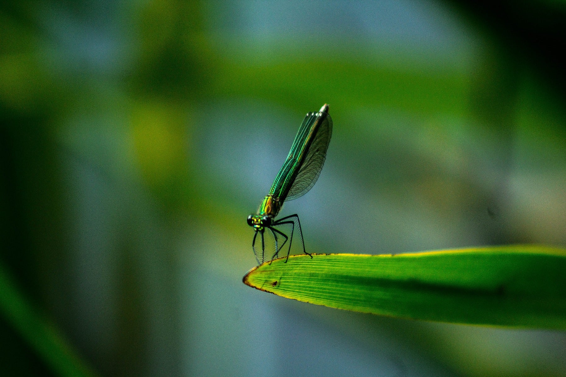 Shallow depth of field on a bug