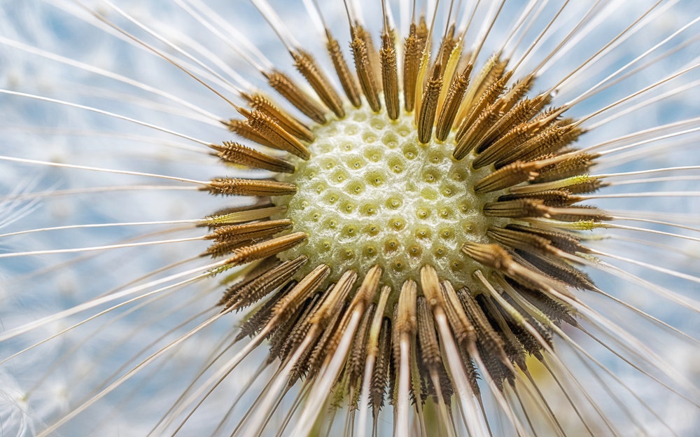 Extreme macro of dandelion