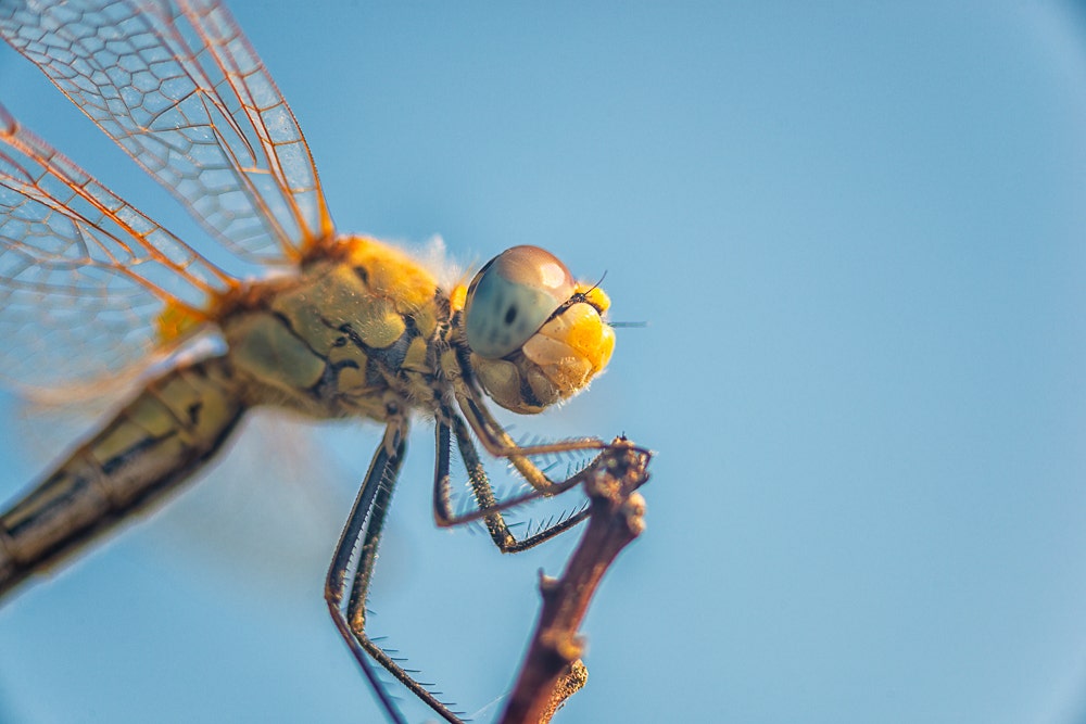 Macro dragonfly