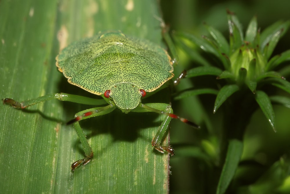 Shield bug focus stacking